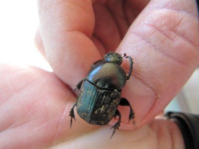 Dung beetle